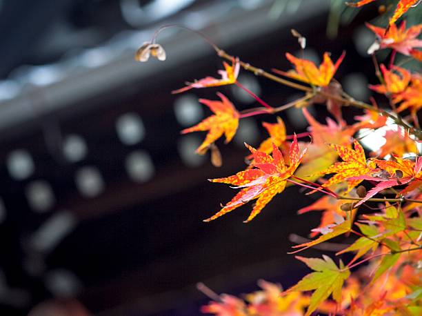 istock Maple leafs changing colors in Kyoto, Japan 499303082