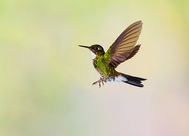 istock Hummingbird , Tourmaline Sunangel 499303268