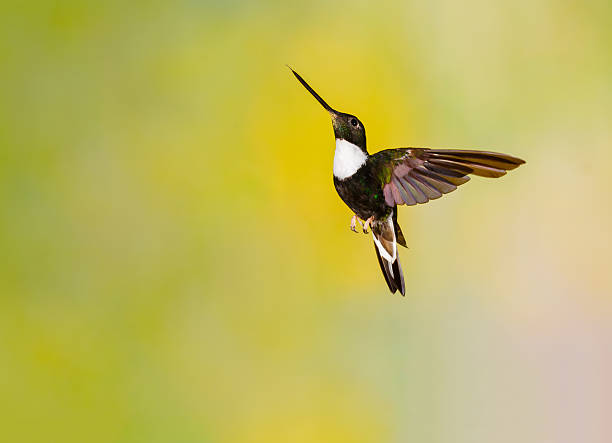 Hummingbird on Banana Plant , Collared Inca