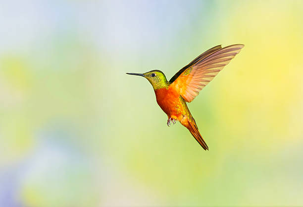 istock Hummingbird , Chestnut-breasted Coronet 499303296
