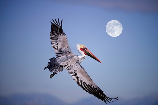 Brown Pelican flying over a marsh.