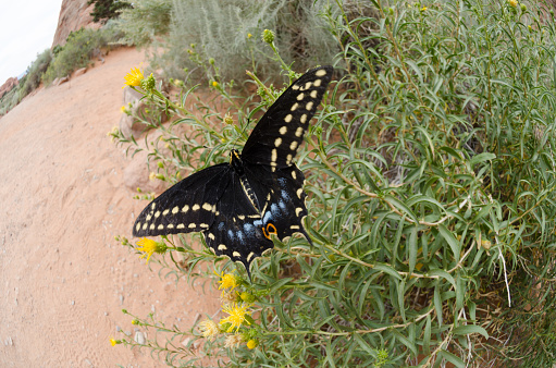 A black swallowtail butterfly with blue and yellow markings lands on desert wildflowers