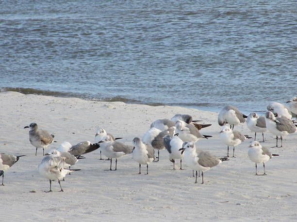 istock SHORE BIRDS ON THE ISLAND 499305890