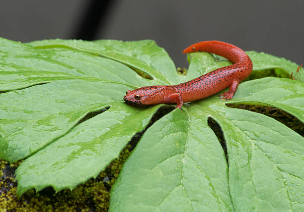 salamander, orange, green