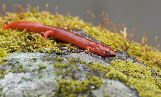 salamander, orange, spotted