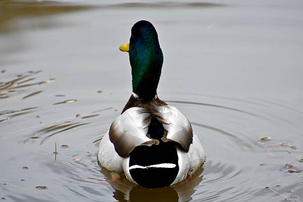 istock Duck floating in the murky water 499306304