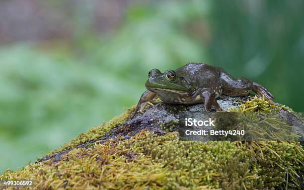 Little Green Frog Lying On A Moss Covered Rock Stock Photo