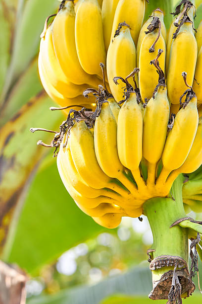 istock Yellow banana crop 499307886