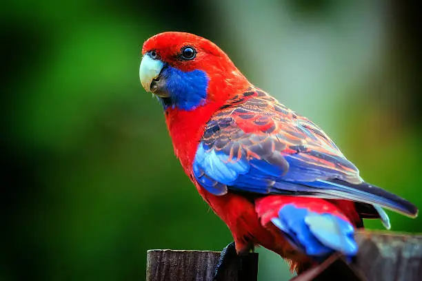 Stunning crimson rosella parrot close up