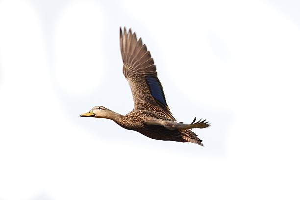 mottled duck (anas fulvigula) - gevlekte eend stockfoto's en -beelden