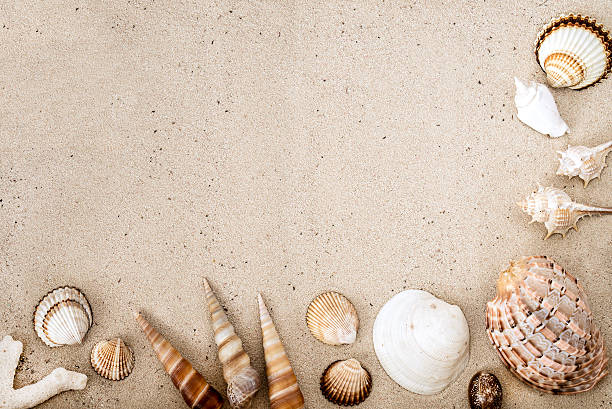 istock Sea shells on sand. Summer beach background. Top view 499311432