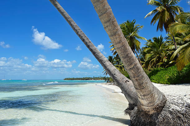 istock Sandy Caribbean Beach with Coconut Palm Trees and Blue Sky 499311866