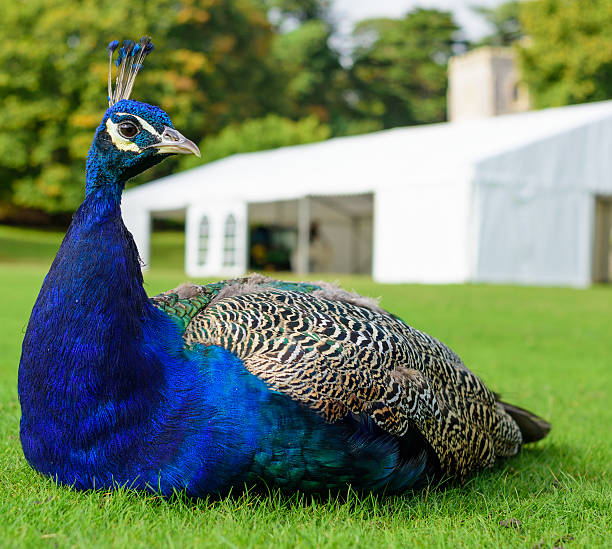 istock Closeup of peacock sat on grass 499312842