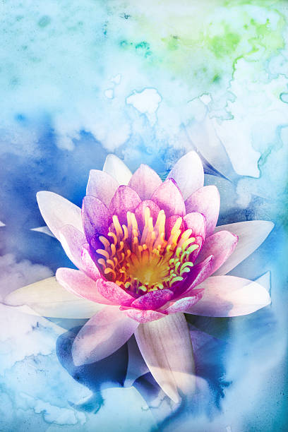 ilustração em aquarela de flores. - single flower macro lotus close up imagens e fotografias de stock