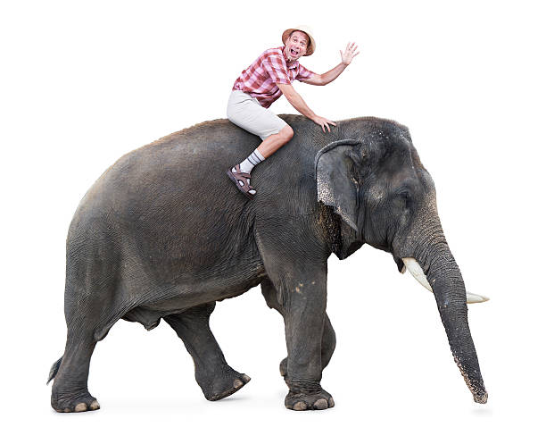 istock happy tourist rides on an elephant and waving with hand 499313556