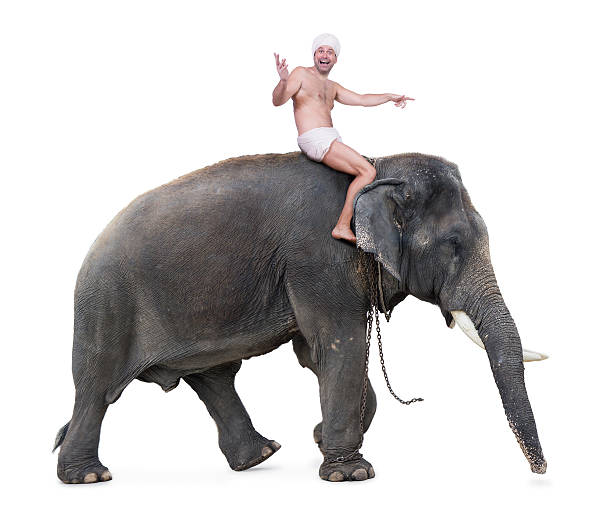 istock mahout rides on an elephant and shows forward 499313630