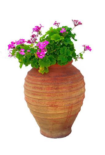 Isolated Typical Greek vase with pink geraniums flowers