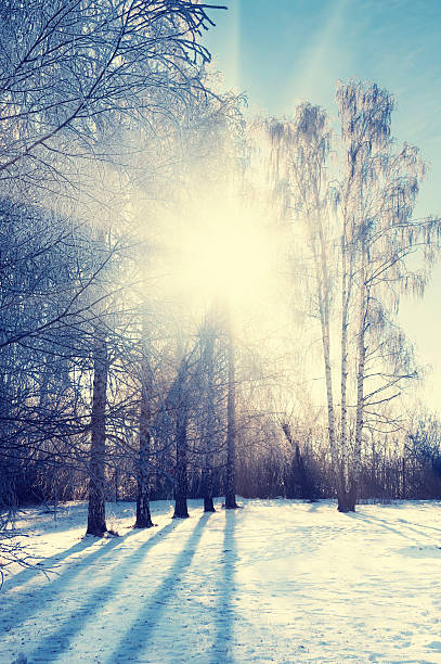 istock Winter park with trees at sunset. 499315120
