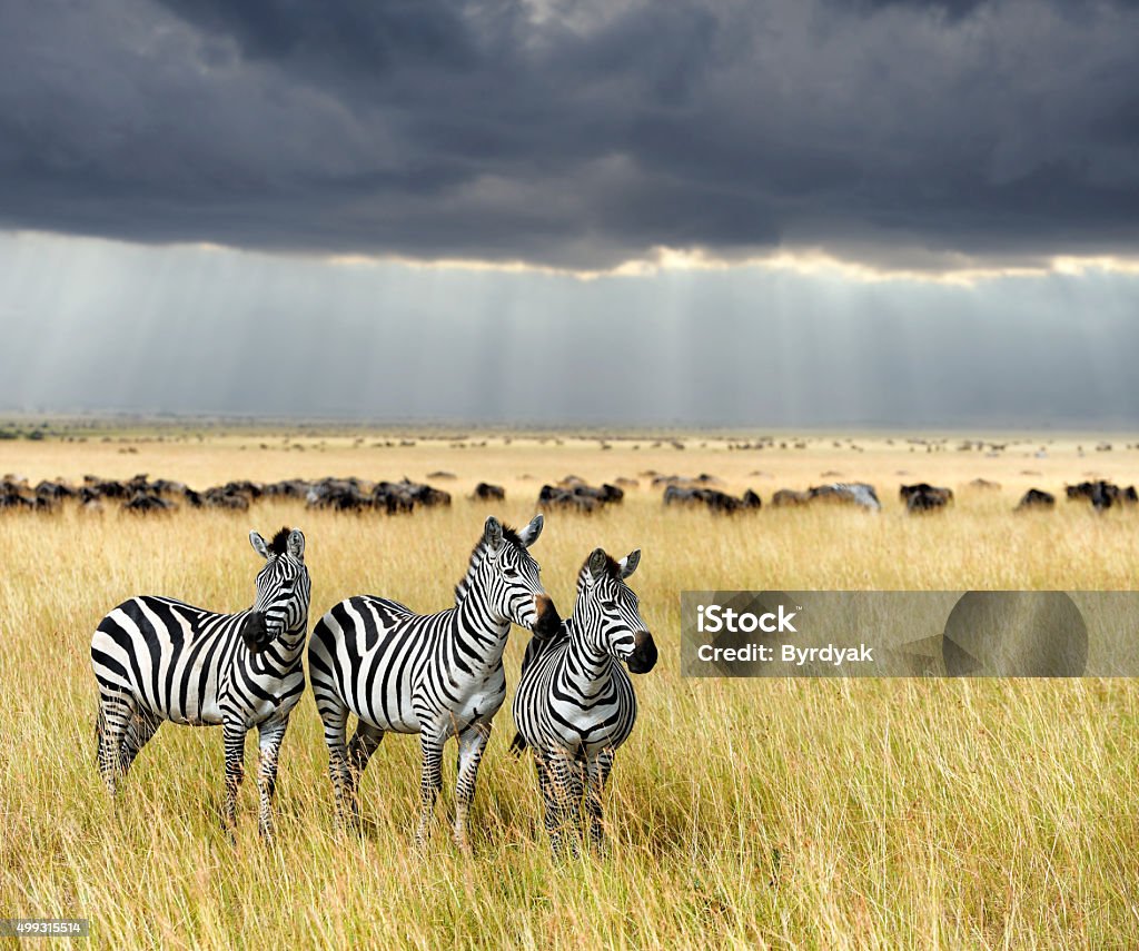 Zebra on grassland in Africa Zebra on grassland in Africa, National park of Kenya Zebra Stock Photo