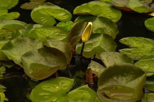 istock Water Lily Plants with Bud in Pond, Vietnam 499315544