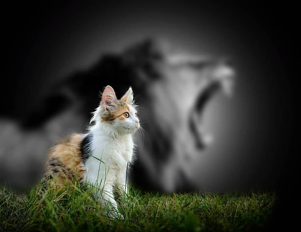 gatto con l'ombra del leone - undomesticated cat immagine foto e immagini stock
