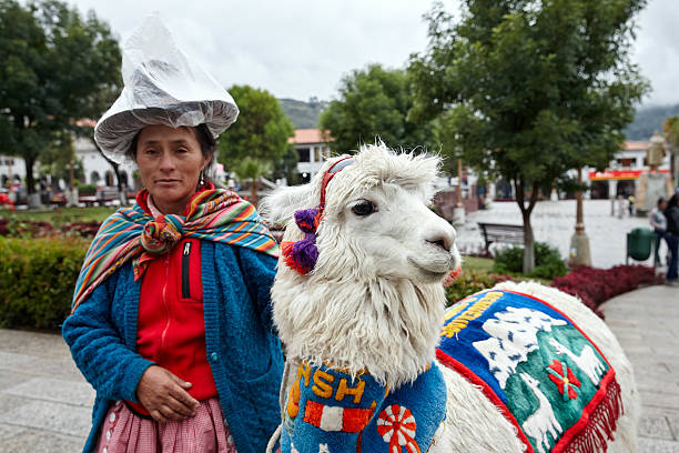 campesina donna con alpaca - huaraz foto e immagini stock