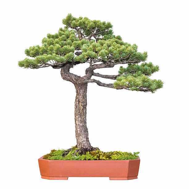 istock bonsai tree of pine 499318434