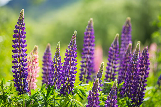 wild lupins en arrowtown, nueva zelanda - altramuz fotografías e imágenes de stock