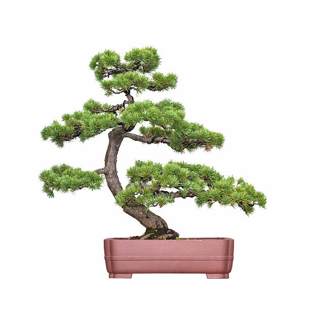 istock bonsai tree of pine 499330750