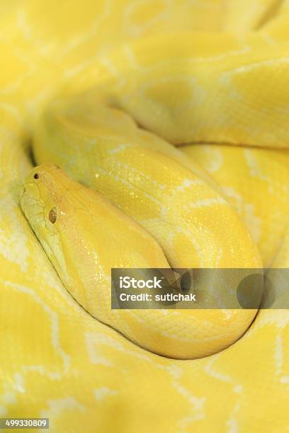 Tiger Albino Vipera Serpente Pitone Giallo - Fotografie stock e altre immagini di Albino - Albino, Animale, Animale da compagnia