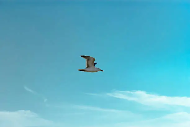 Photo of Seagull flying in the deep blue sky