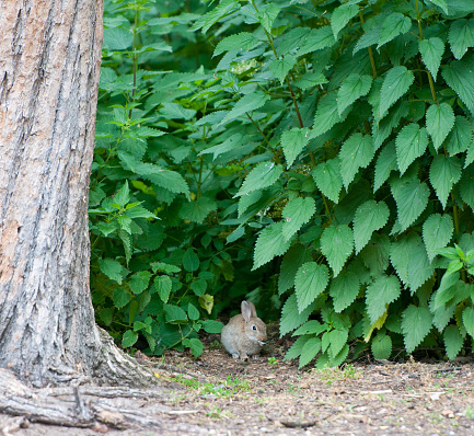small rabbit hiding in a stinging nettle bush
