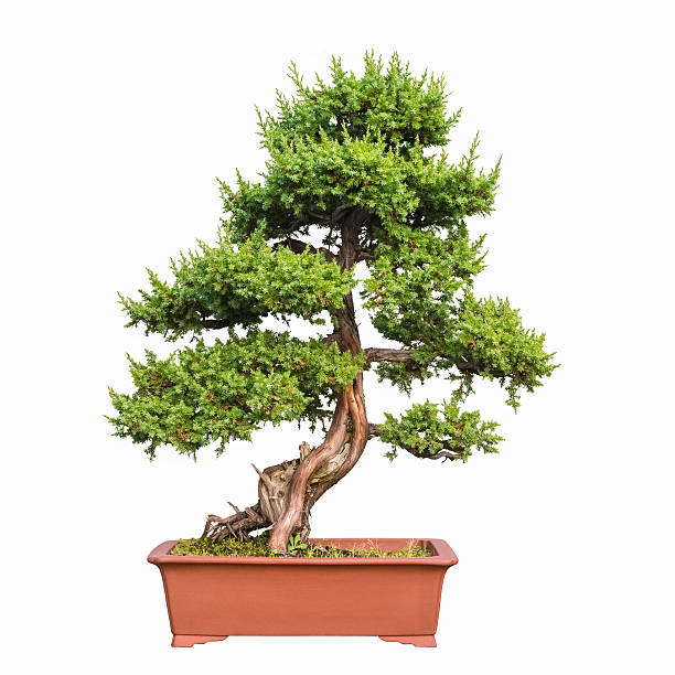 istock bonsai tree of shimpaku juniper 499330906