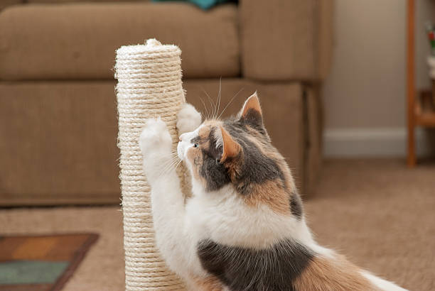 cat arañazos en primer plano - afilado fotografías e imágenes de stock