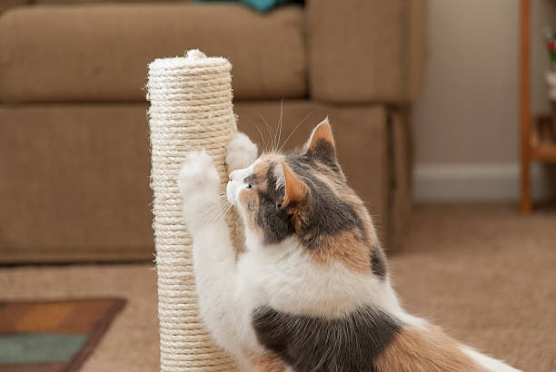 Cat Scratching Closeup Closeup of a household cat using a scratching post sharpening photos stock pictures, royalty-free photos & images