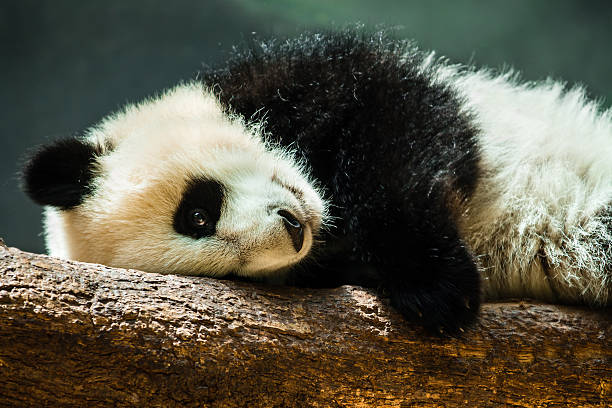 istock Baby panda cub resting on log 499331531