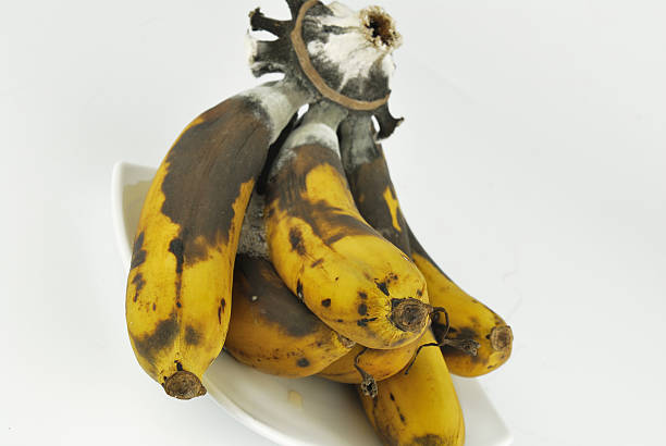 istock Rotten banana with fungus on white background 499331577