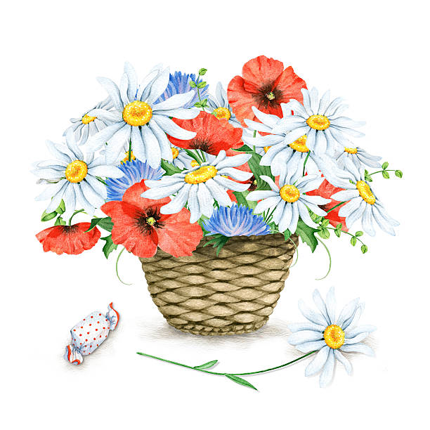 watercolor kosz z chamomiles i makowate - poppy single flower red white background stock illustrations