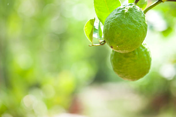 레몬색 나무 과일 - agriculture branch cut flowers citrus fruit 뉴스 사진 이미지