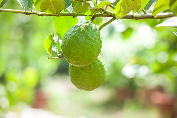 레몬색 나무 과일 - agriculture branch cut flowers citrus fruit 뉴스 사진 이미지