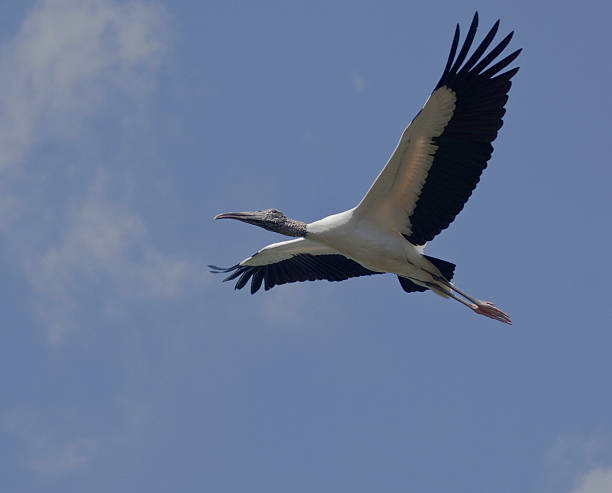 Wood Stork Soaring stock photo