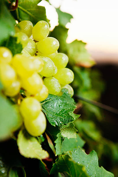 maduros e prontos para a colheita, uvas brancas no vine - south africa cape town winelands constantia - fotografias e filmes do acervo
