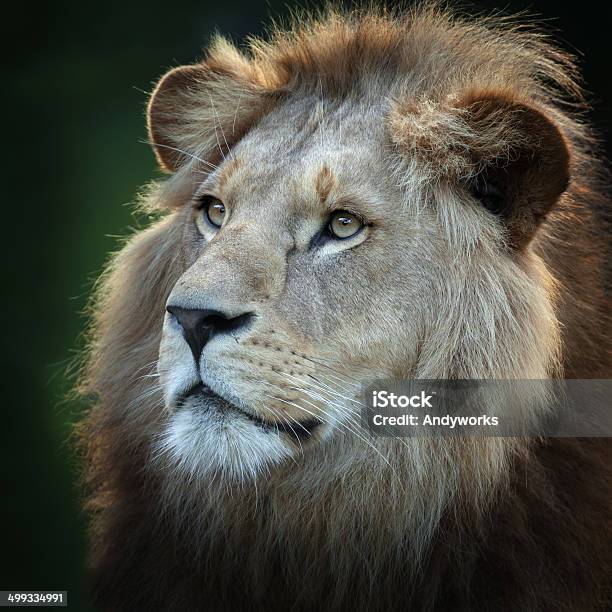 Barbary Lion Stockfoto und mehr Bilder von Löwe - Großkatze - Löwe - Großkatze, Männliches Tier, Berberlöwe