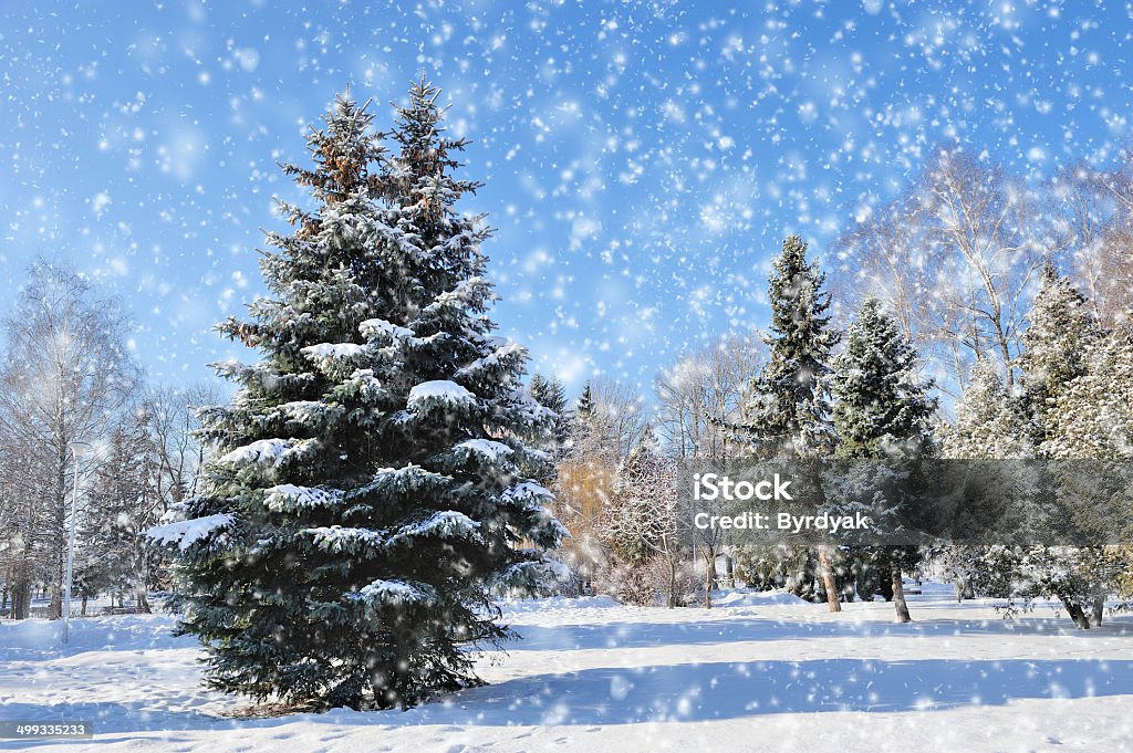 Winter park Winter park in snow in sunny day Backgrounds Stock Photo