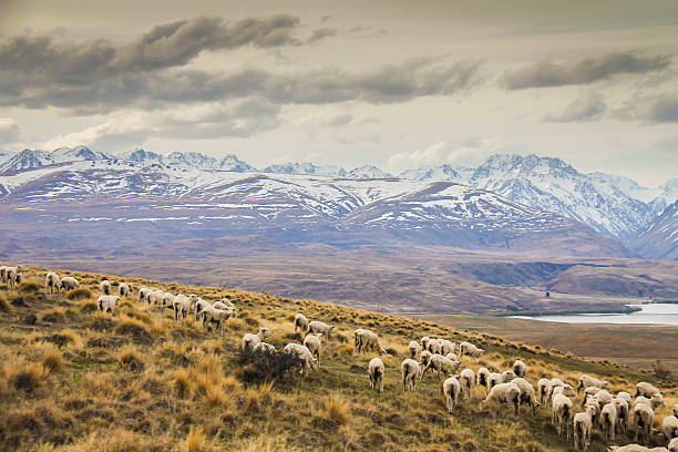 Sheeps in Lake Tekapo, New Zealand