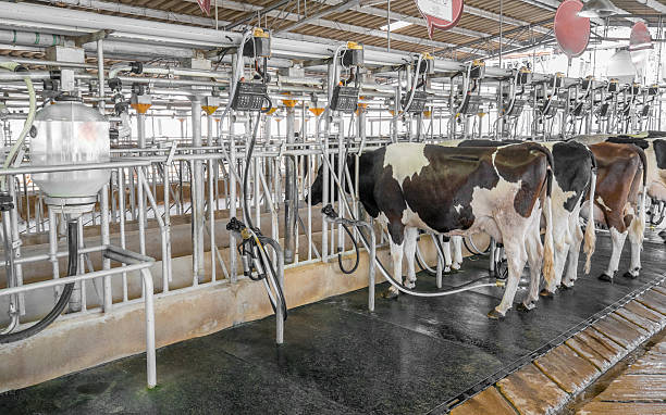 cow milking farm with facility cow milking farm with cow milking facility milking unit stock pictures, royalty-free photos & images