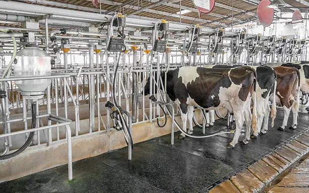 Photo of cow milking farm with facility