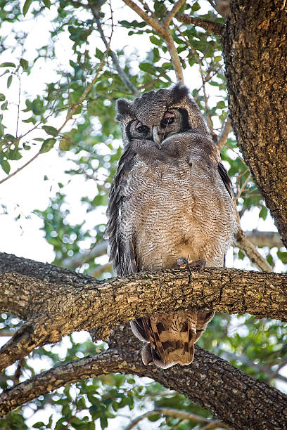 istock Owl, South Africa 499336195