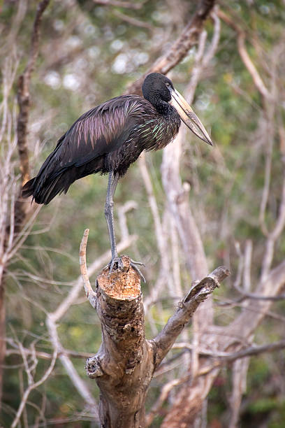 istock African openbill stork, Zambia 499336543