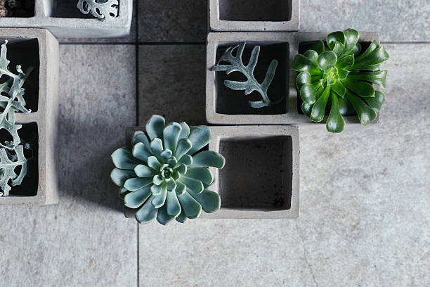 istock Modern, minimalist composition with succulent plants in concrete planters. 499339016